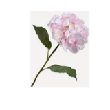 Hortensia Steel Roze Lt