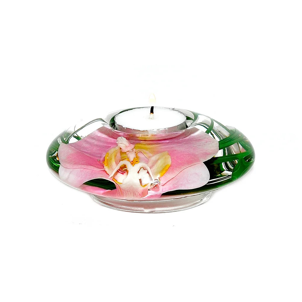 Pink Phalaenopsis T Tight Disk