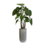8506 Gr Elephant Ear Plant In Gray Planter 23.5H