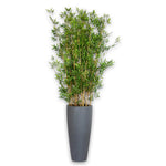 8227 Gr Bamboo Tree Ashton Vase 32H
