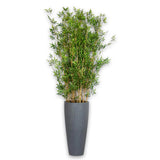 8227 Gr Bamboo Tree Ashton Vase 32H
