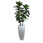 Brazilian Fiddle Leaf Tree With Stone Round Glossy Wh Pot Tall