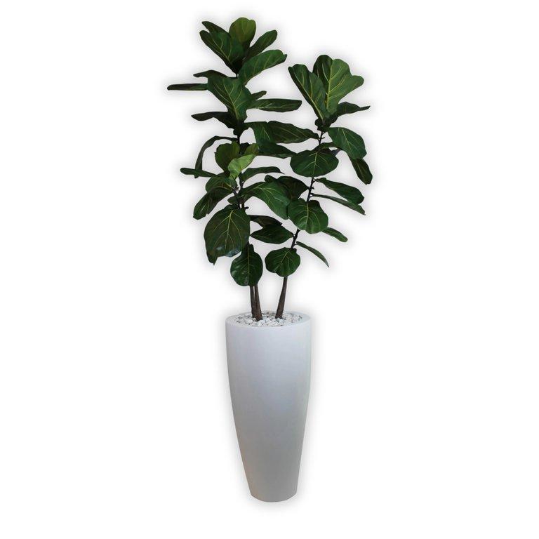 Brazilian Fiddle Leaf Tree With Stone Round Glossy Wh Pot Tall
