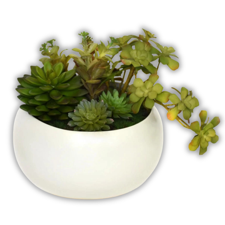 Gr Succulents In Wh Tilted Sm