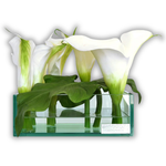 White Calla Lily Sq Glass Plate Planter