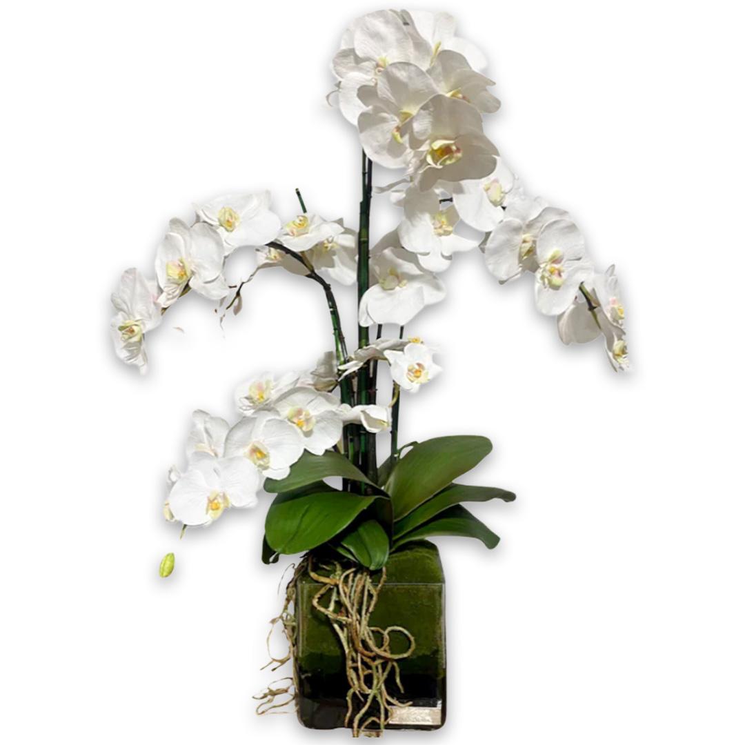 Phala Garden W/Stone And Illusion Water In Glass Cube Vase 6.5H