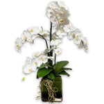 Phala Garden W/Stone And Illusion Water In Glass Cube Vase 6.5H