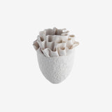 Anthozoa White Fiordimar