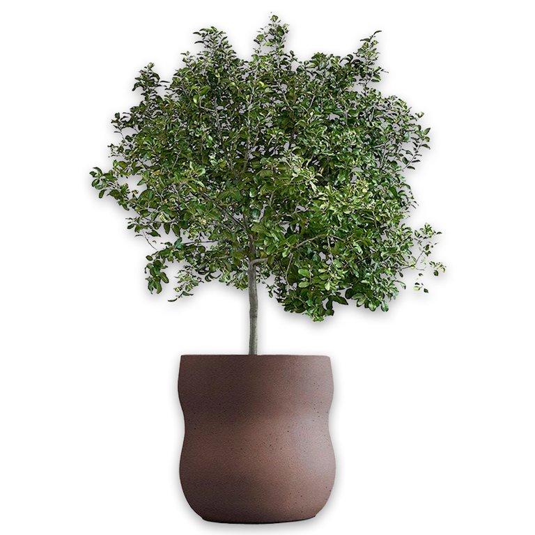 Pebble Medium - Brown