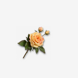 Rose Spray Yellow