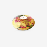 Yellow Fuchsia Phalaenopsis T Tight Medium