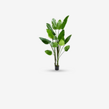 Strelitzia Green 243 cm