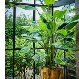 Strelitzia Green 243 cm