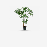 Plant Green 204 CM