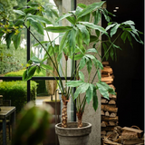 Plant Green 204 CM