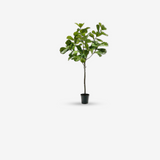Ficus Green 254 CM