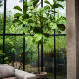 Ficus Green 254 CM