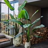 Strelitzia Green 182 CM