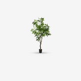 Pachira Green 210 CM