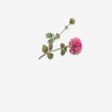 Dahlia Spray Lavend 80 CM