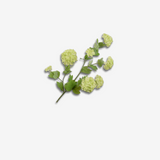 Snowball Spray GRN LT 78 CM