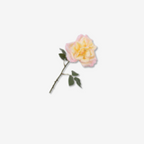 Rose Stem CR/PNK 58 CM