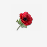 Anemone Stem Beauty RT 53 CM