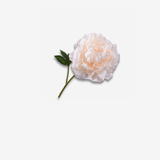 Peony Stem Peach RT 57 CM