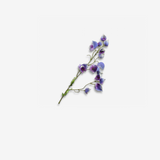 Delphinium Spray Lavend 79 CM