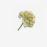 Hydrangea Stem BUR/GRN 48 CM