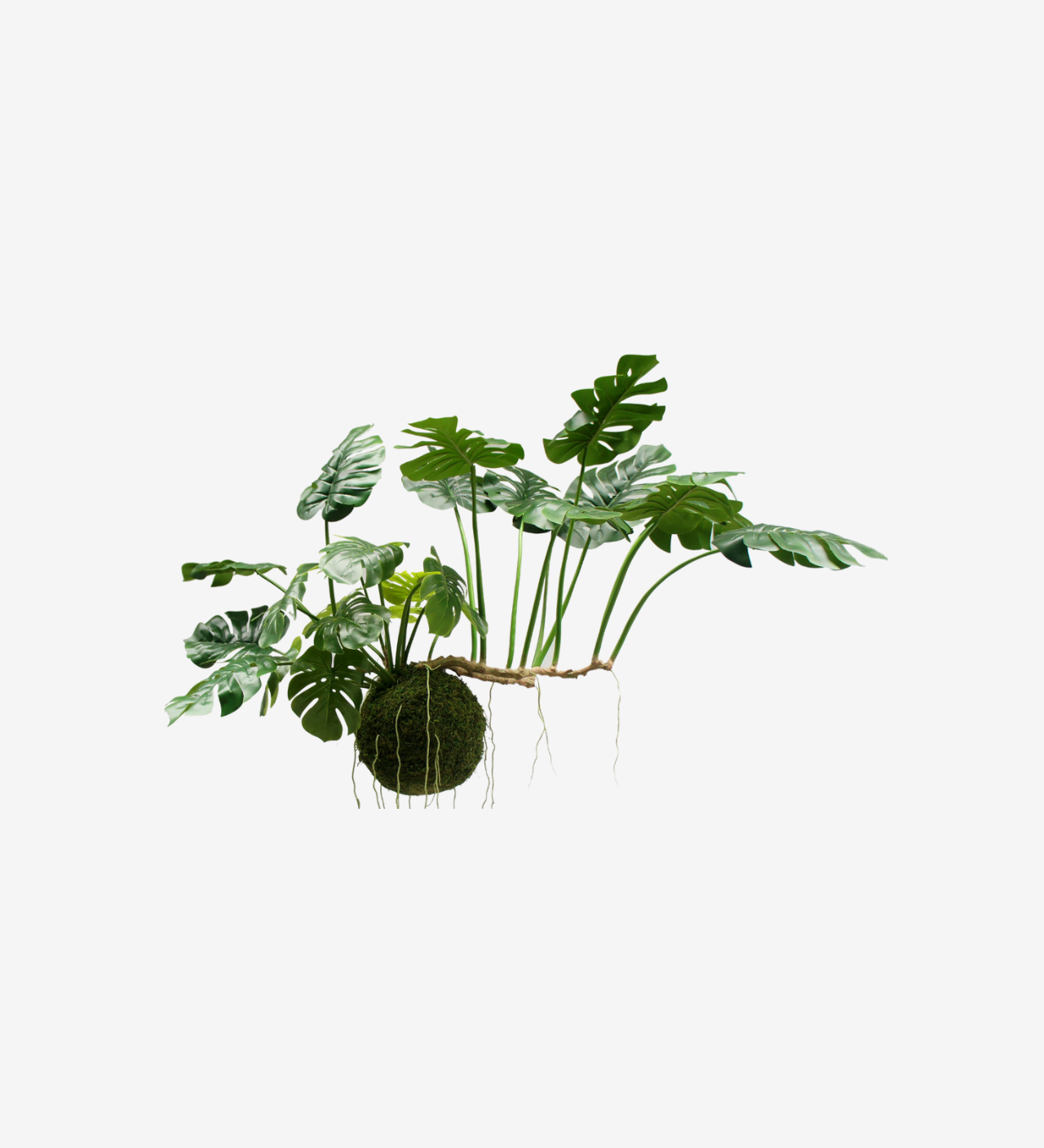 hanging monstera deliciosa Monstera Hang Green – Opulin by Sources Unlimited