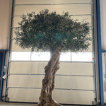 OLIVE TREE