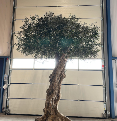 OLIVE TREE