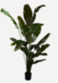 STRELITZIA I/POT 200 CM