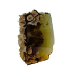 "STF 003 STONE FOREST N°3"