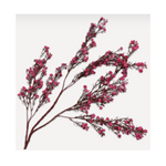 Gypsophila Spray Beauty