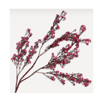 Gypsophila Spray Beauty