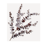 Eucalyptus Spray Brown