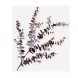 Eucalyptus Spray Brown