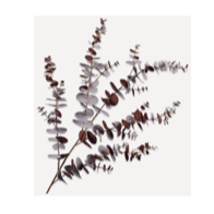Eucalyptus Spray Brown