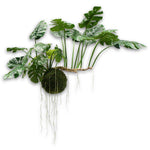 Monstera Hang Green