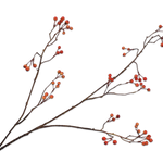 Berry Spray Orange - 133170