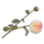 Dahlia Spray Cr/Pnk