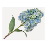 Hydrangea Stem Blue Lt