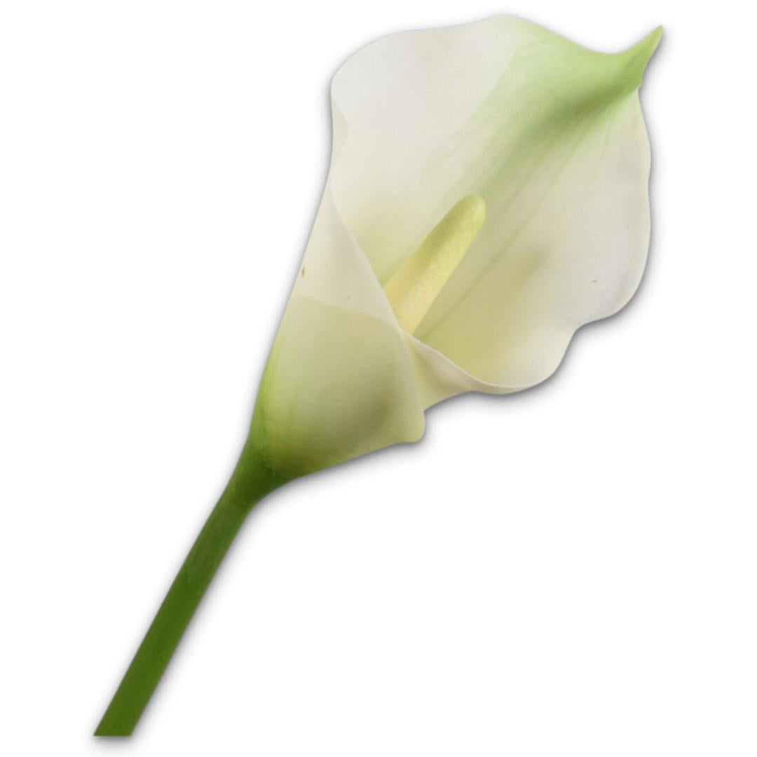 Calla Stem White