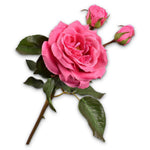 Rose Spray Pink Dk