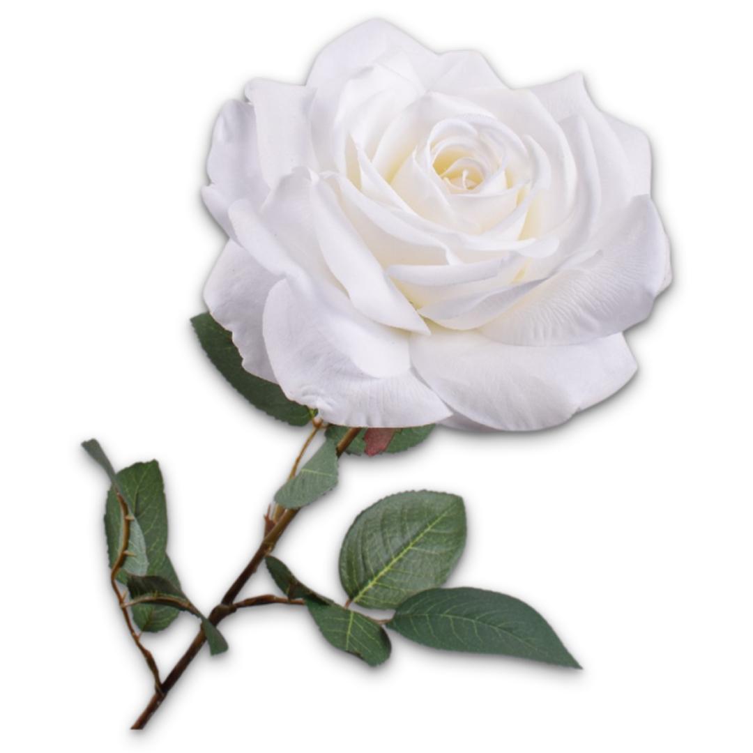 Rose Stem White