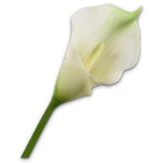 Calla Stem Grn/Wht
