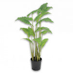 Alocasia Green-126