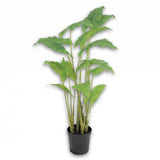 Alocasia Green-126